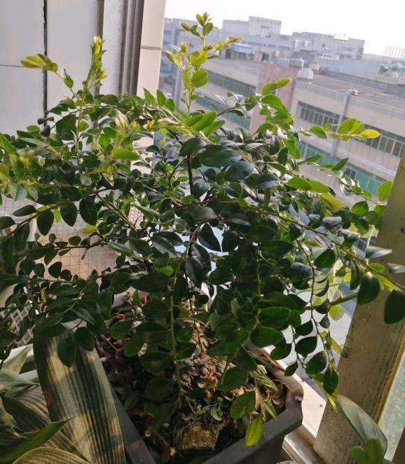 我这是否是黑骨香下山桩 怎么区别 图片