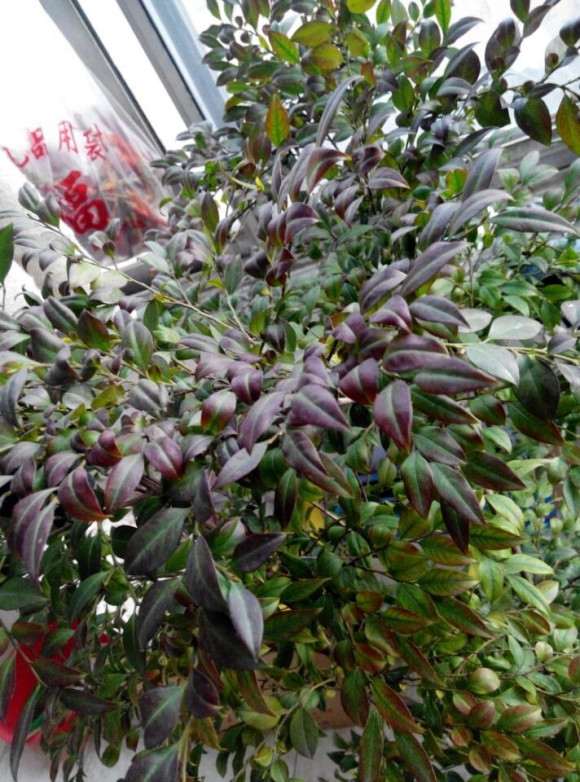 我这是否是黑骨香下山桩 怎么区别 图片