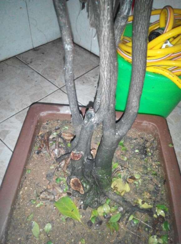 我这是否是黑骨香下山桩 怎么区别 图片