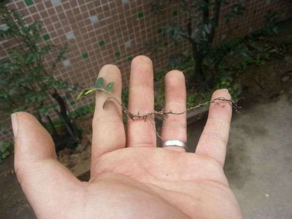 黑骨茶下山桩可以扦插吗 怎么办 图片