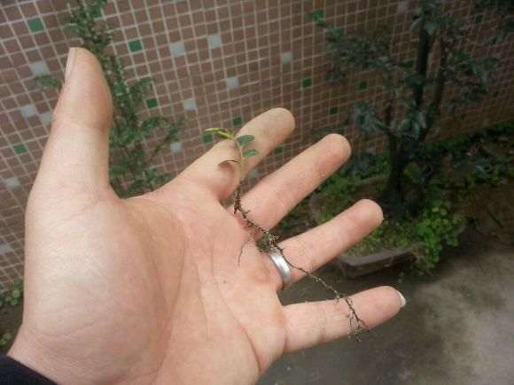 黑骨茶下山桩可以扦插吗 怎么办 图片
