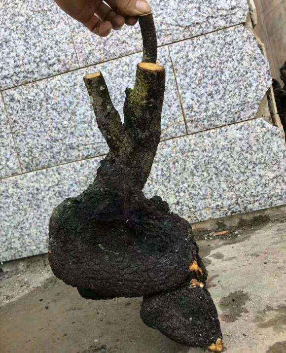 广东的广西的黑骨茶下山桩有什么区别