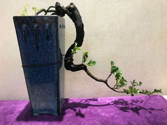 冬天室内 河南黑骨茶盆景可以养吗 图片