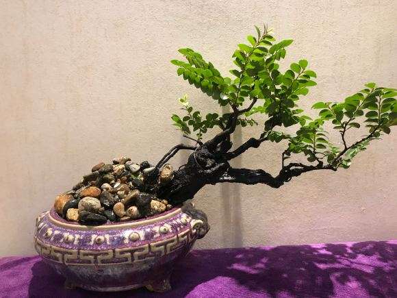 冬天室内 河南黑骨茶盆景可以养吗 图片