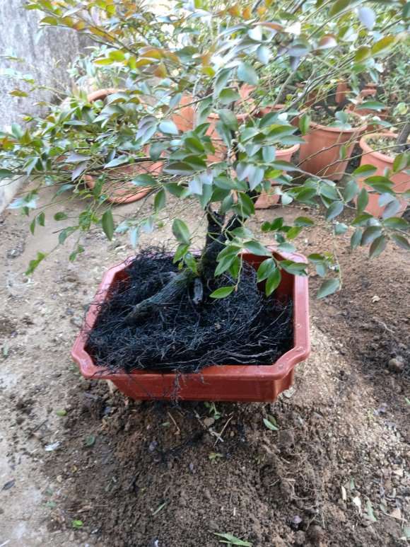 黑骨茶下山桩的怎么换盆的方法