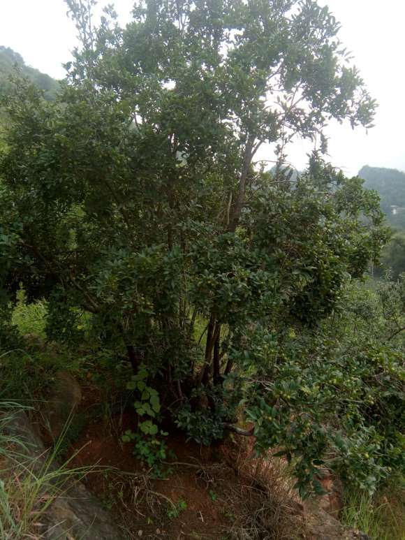 这个黑骨香下山桩有价值挖吗