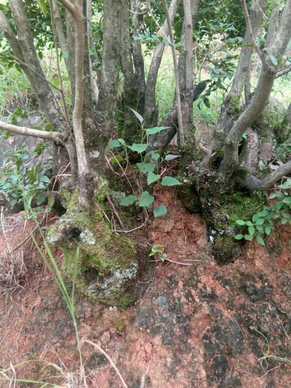 这个黑骨香下山桩有价值挖吗