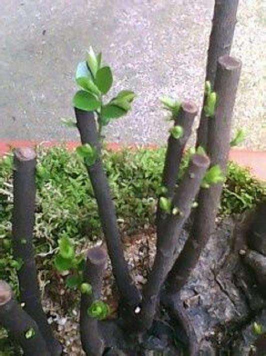 黑骨茶下山桩发芽 怎么样 图片