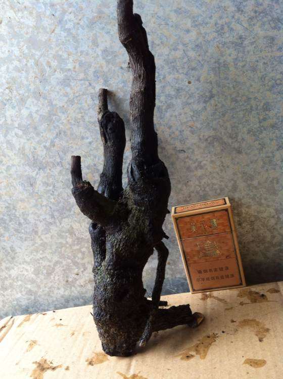 图解 黑骨茶下山桩怎么套袋栽培的方法