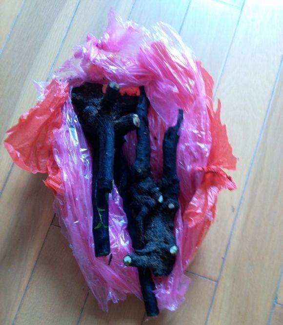图解 黑骨茶下山桩怎么套袋栽培的方法