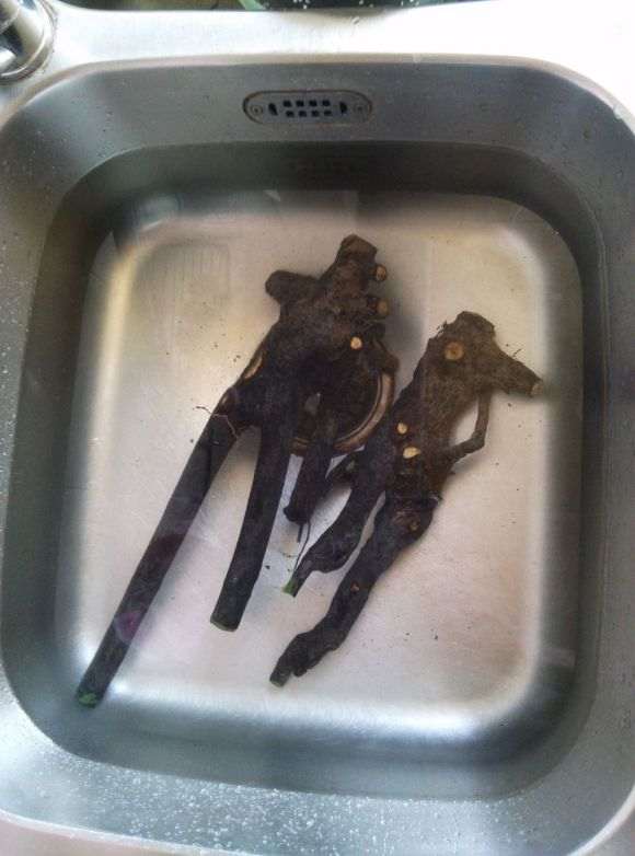 图解 黑骨茶下山桩怎么套袋栽培的方法
