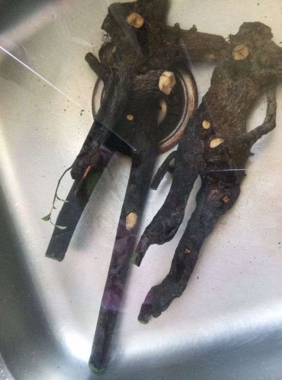 图解 黑骨茶下山桩怎么套袋栽培的方法