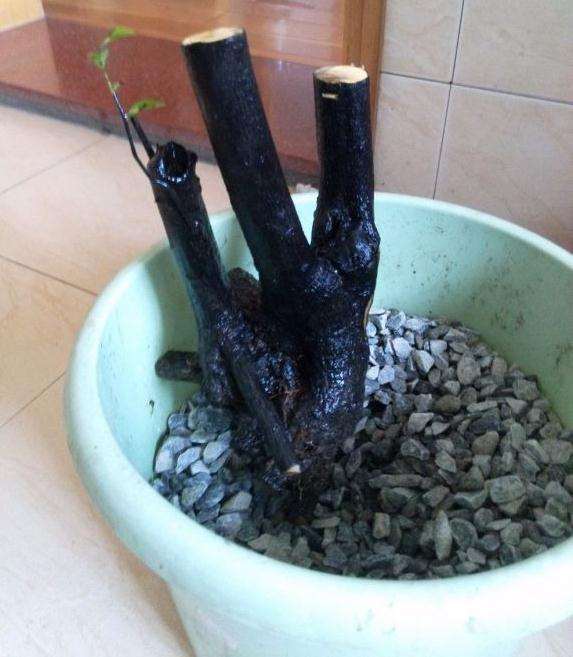 图解 黑骨茶下山桩怎么套袋栽培的方法