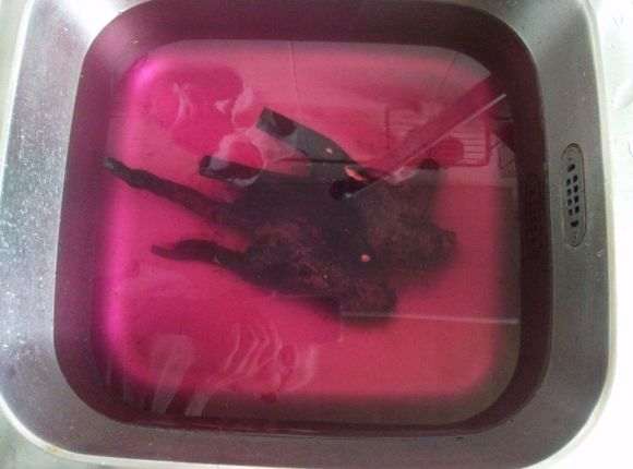图解 黑骨茶下山桩怎么套袋栽培的方法