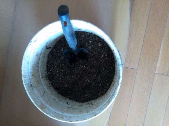 图解 黑骨茶下山桩怎么套袋栽培的方法