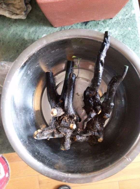 图解 黑骨茶下山桩怎么套袋栽培的方法