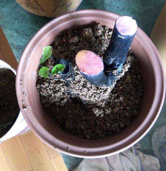 图解 黑骨茶下山桩怎么套袋栽培的方法