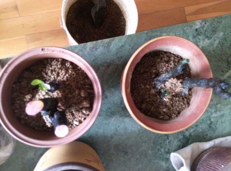 黑骨茶下山桩怎么套袋栽培的方法