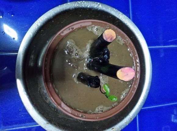黑骨茶下山桩怎么套袋栽培的方法