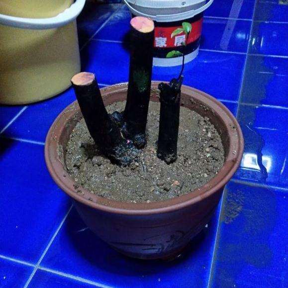 黑骨茶下山桩怎么套袋栽培的方法