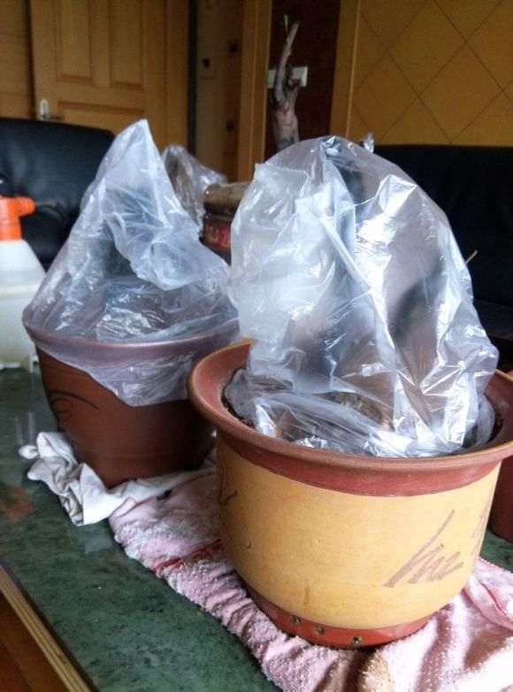 黑骨茶下山桩怎么套袋栽培的方法