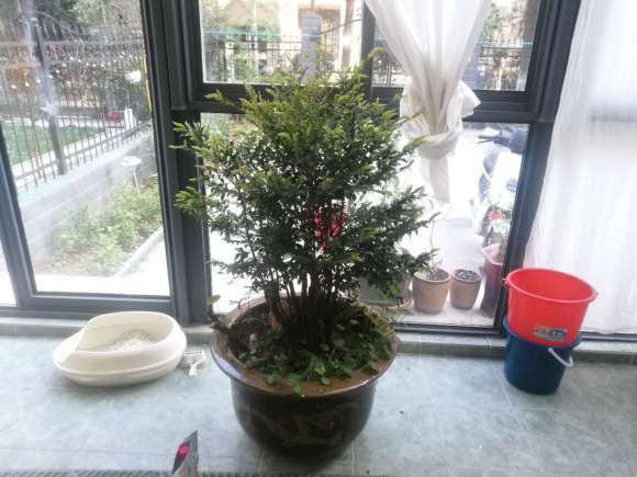 黑骨茶下山桩的种子多久可以发芽