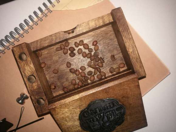 黑骨茶下山桩的种子多久可以发芽