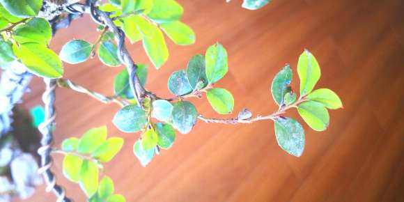 黑骨茶下山桩叶片有黑点 黑斑是什么情况