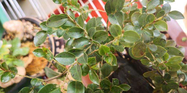 黑骨茶下山桩叶片有黑点 黑斑是什么情况