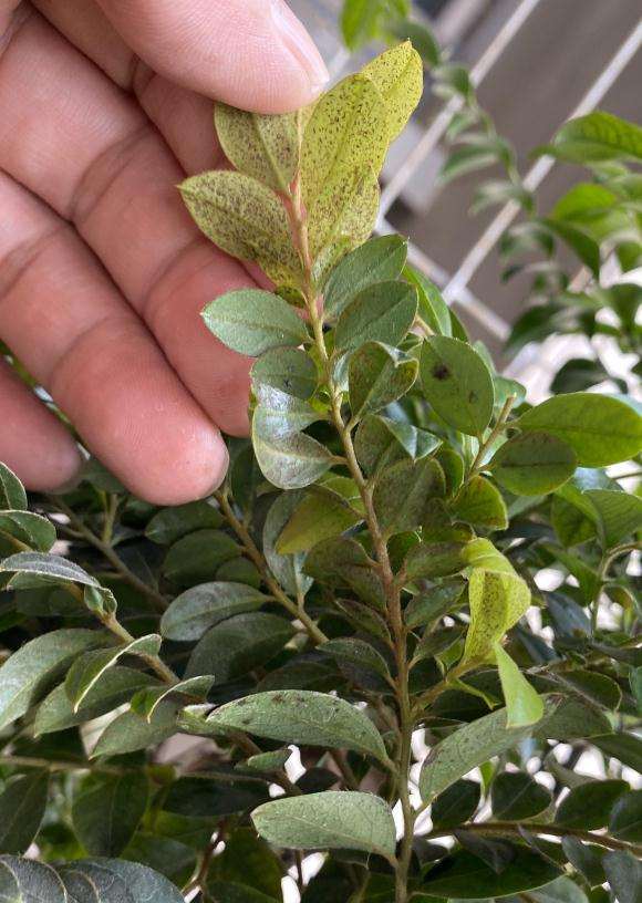黑骨茶下山桩叶片有黑点是什么原因