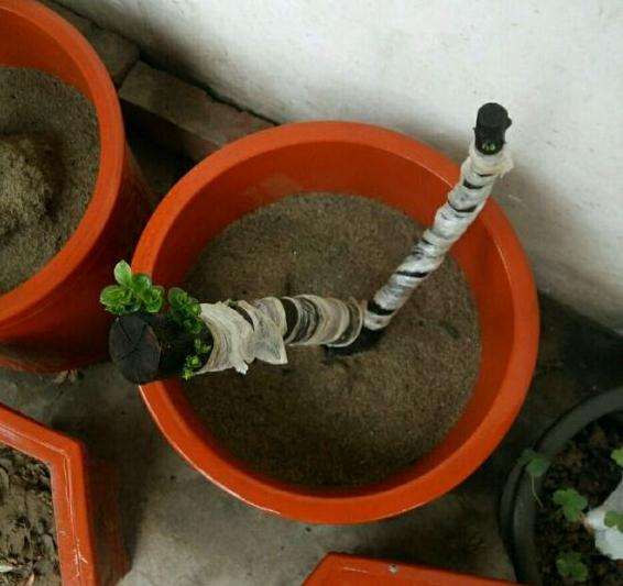 黑骨茶下山桩都发芽了 还长这么慢