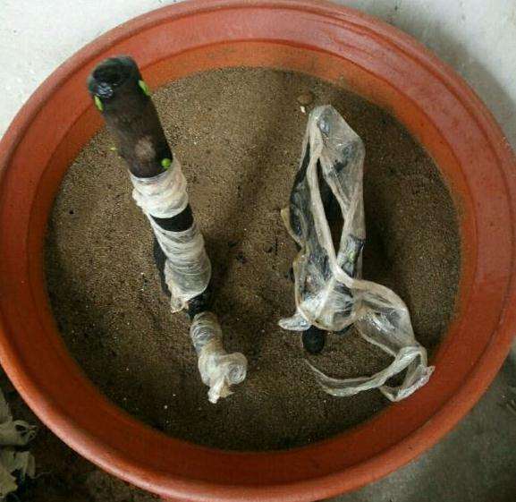 黑骨茶下山桩都发芽了 还长这么慢