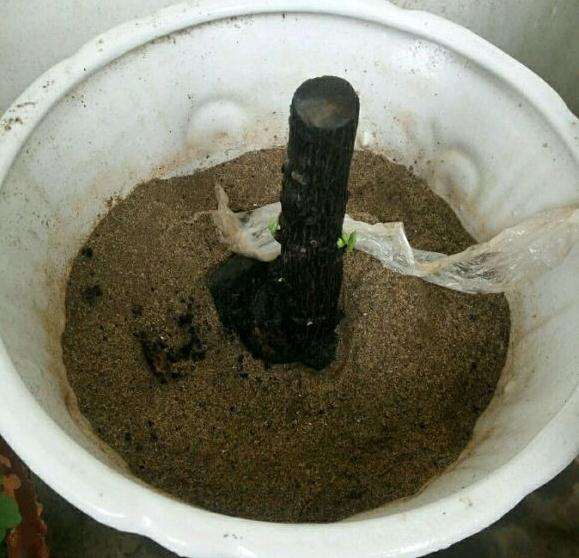 黑骨茶下山桩都发芽了 还长这么慢