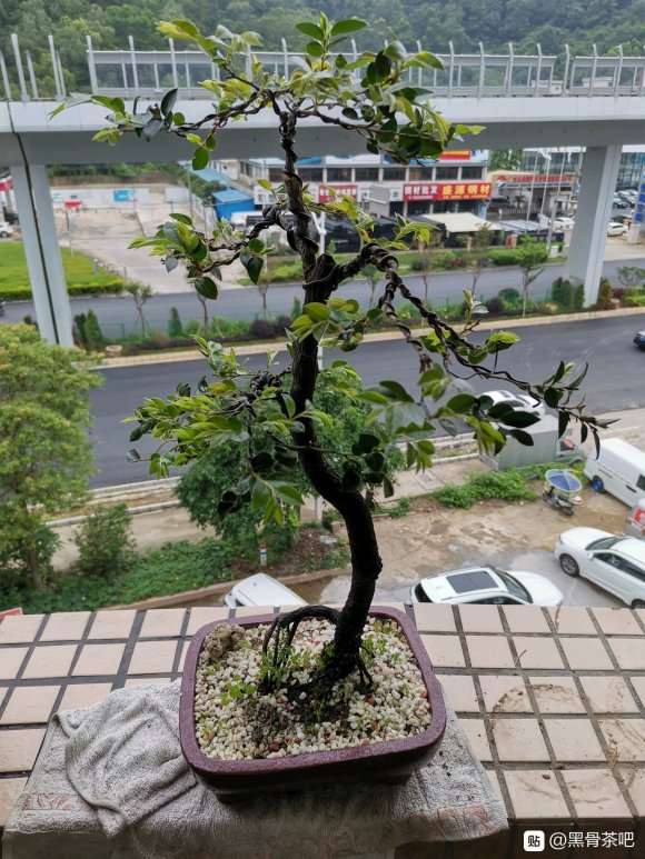 黑骨茶下山桩是否不能用原土种植