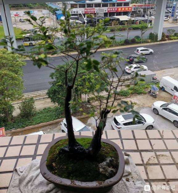 黑骨茶下山桩是否不能用原土种植