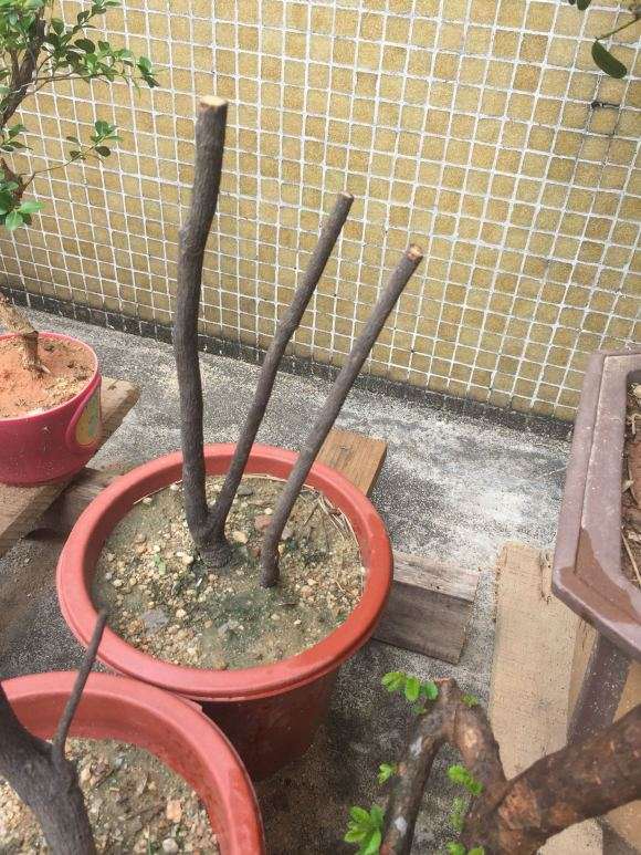 黑骨茶下山桩栽下了 要多久才来芽 图片