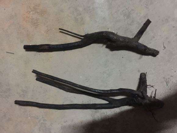 黑骨茶下山桩栽下了 要多久才来芽 图片