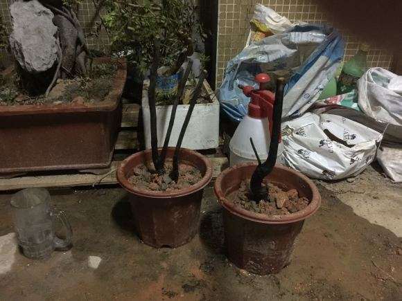 黑骨茶下山桩栽下了 要多久才来芽 图片