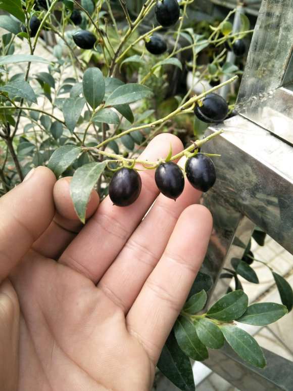 黑骨茶下山桩果子 尝了尝 涩 图片