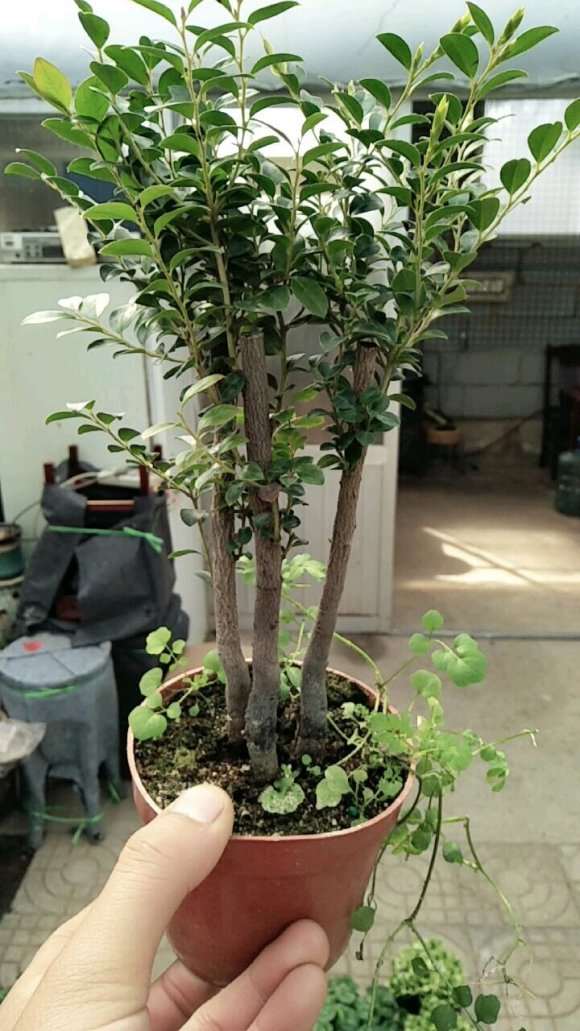 黑骨茶下山桩果子 尝了尝 涩 图片