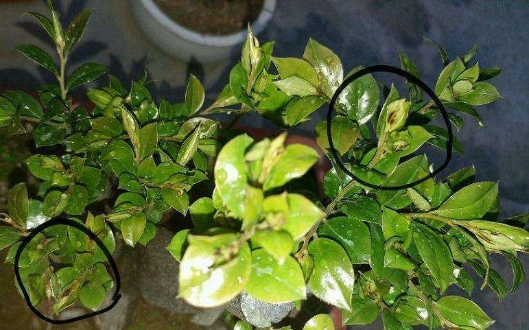 为什么黑骨茶下山桩嫩芽发黑