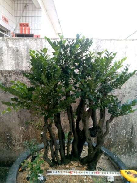 黑骨茶下山桩可以浇茶叶水吗