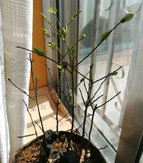 黑骨茶下山桩可以浇茶叶水吗