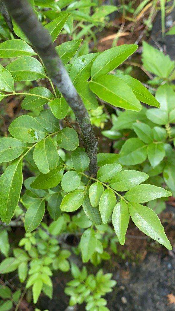 大家帮看看 是否黑骨茶下山桩