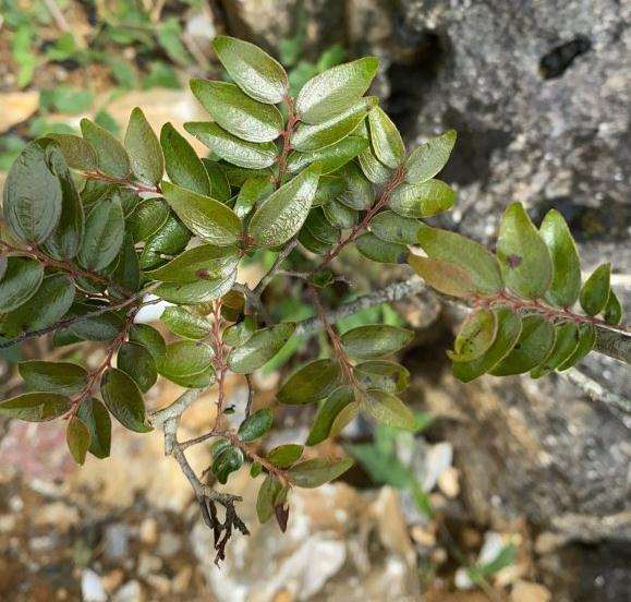 大家帮看看 是否黑骨茶下山桩