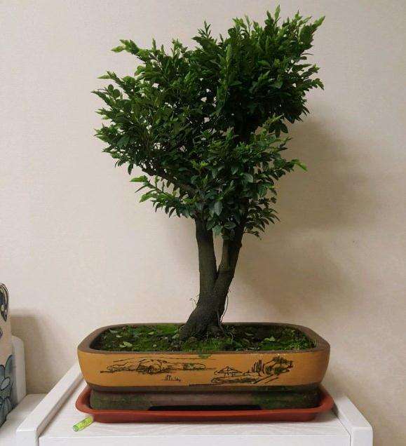 这是不是黑骨茶下山桩 多少钱 题哦