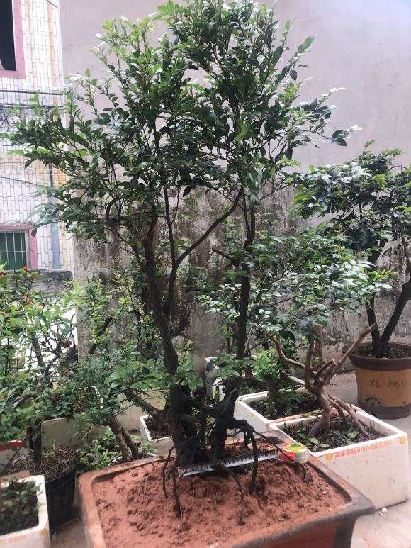 养了6年的红芽黑骨茶下山桩 图片