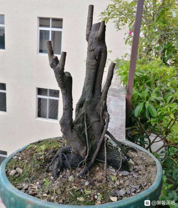 刚修剪的一棵黑骨茶下山桩