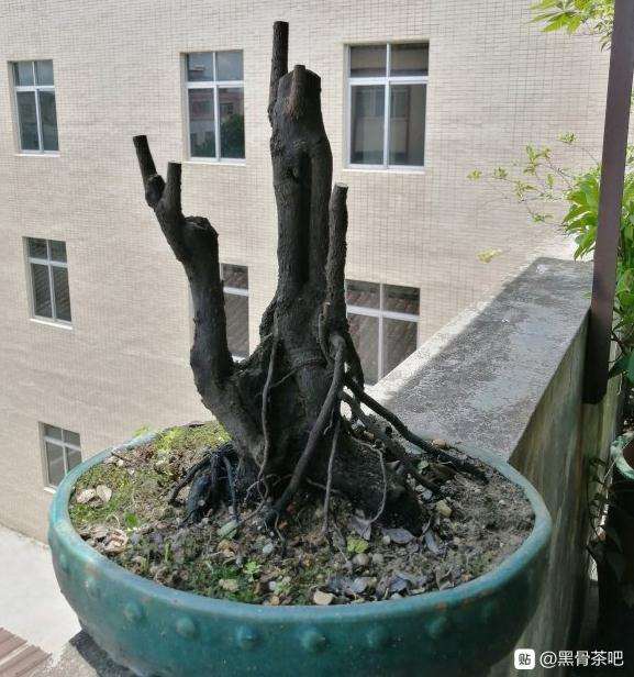 黑骨茶下山桩要多久浇一次水