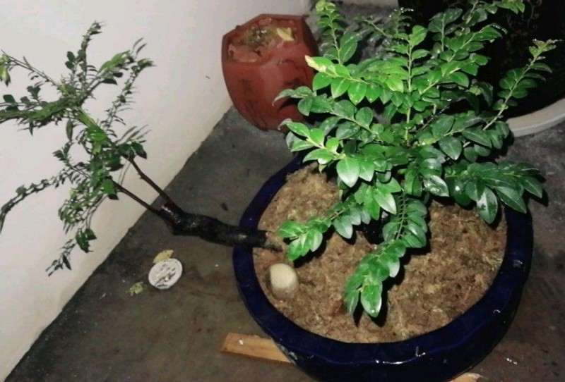 黑骨茶下山桩一定要用沙养吗